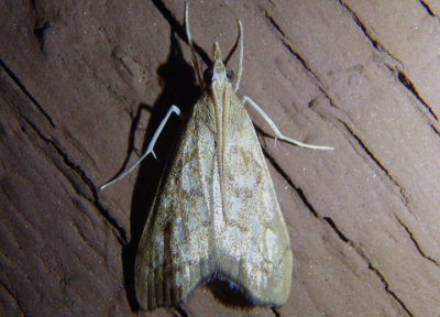 5125 - Hydropionea fenestralis; Crambid Snout Moth species