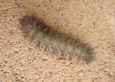 8149 - Hypercompe suffusa; Tiger Moth species caterpillar