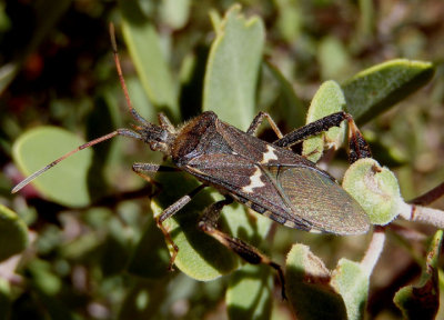 Leptoglossus clypealis; Western Leaf-footed Bug