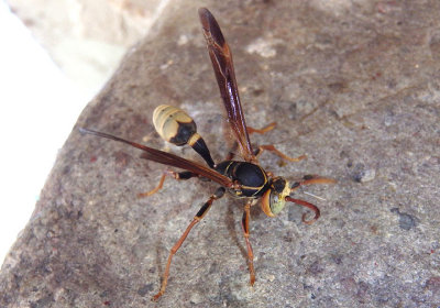 Mischocyttarus navajo; Paper Wasp species
