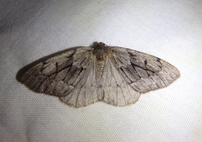 6905 - Nepytia swetti; Geometrid Moth species