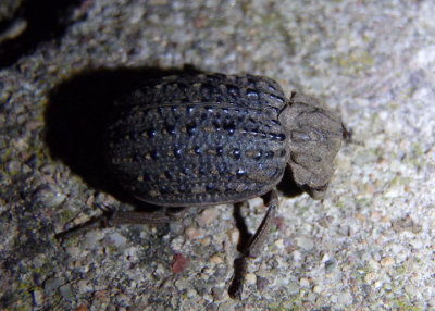 Omorgus punctatus; Hastate Hide Beetle species