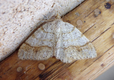6296 - Speranza plumosata; Geometrid Moth species