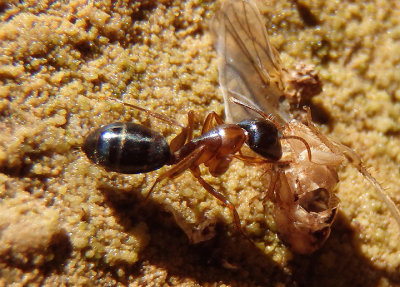 Camponotus sansabeanus; Carpenter Ant species