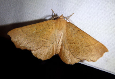 6873 - Caripeta ocellaria; Geometrid Moth species