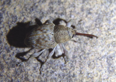 Curculio Acorn Weevil species