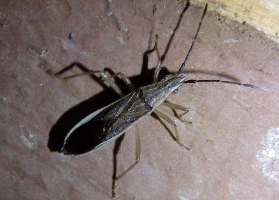 Darmistus subvittatus; Broad-headed Bug species