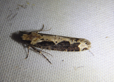 0312 - Daviscardia coloradella; Clothes Moth species