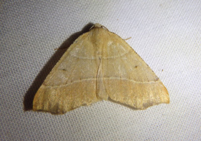 6882 - Destutia oblentaria; Geometrid Moth species