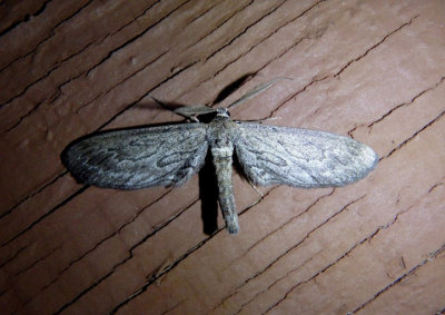 6488-6518 - Glaucina Geometrid Moth species