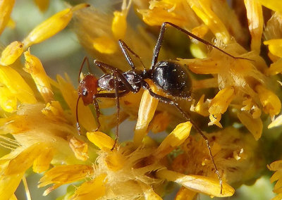 Endiodioctes Honeypot Ant species