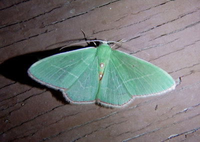6763-7181 - Geometridae; Nacophora through Lophosis