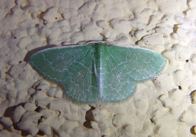 7059 - Synchlora frondaria; Southern Emerald Moth