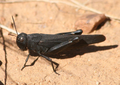Arphia pseudonietana; Red-winged Grasshopper