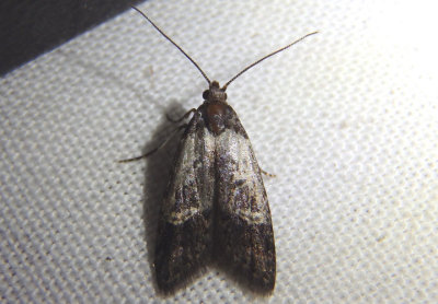 2318 - Bondia comonana; Fruitworm Moth species