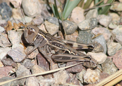 Boopedon nubilum; Ebony Grasshopper; female