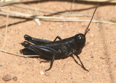 Boopedon nubilum; Ebony Grasshopper; male