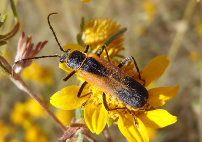 Chauliognathus limbicollis; Soldier Beetle species