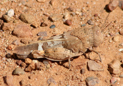 Leprus wheeleri; Wheeler's Blue-winged Grasshopper; female