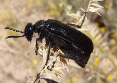 Linsleya suavissima; Blister Beetle species
