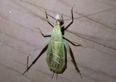 Oecanthus californicus; Western Tree Cricket; male