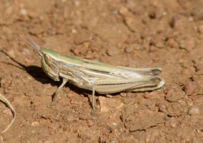 Opeia obscura; Obscure Grasshopper; female
