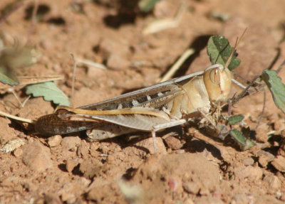 Rhammatocerus viatorius; Traveller Grasshopper