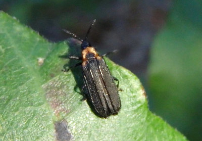 Xenochalepus ater; Leaf Beetle species