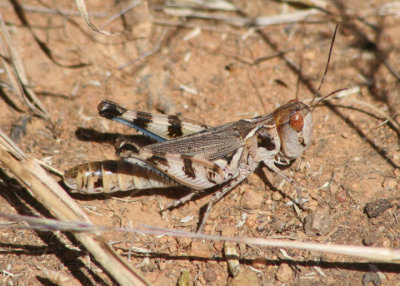 Aulocara femoratum; White-crossed Grasshopper; female