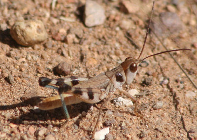 Aulocara femoratum; White-crossed Grasshopper; male