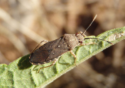 Catorhintha guttula; Leaf-footed Bug species