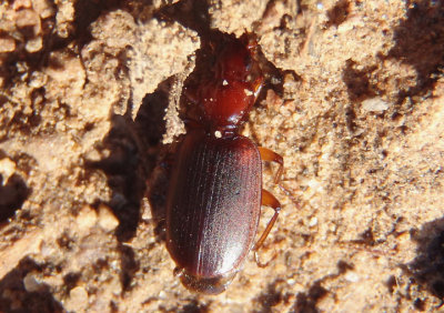 Cymindis Ground Beetle species