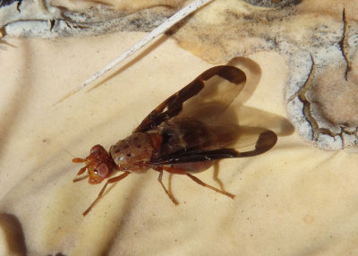Diacrita costalis; Picture-winged Fly species