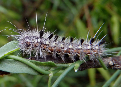 8233 - Euchaetes perlevis; Tiger Moth species caterpillar