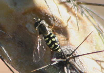 Lapposyrphus lapponic; Syrphid Fly species