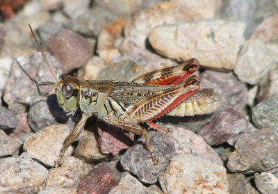 Melanoplus gladstoni; Gladston's Spur-throat Grasshopper; male