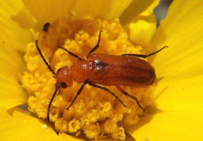 Nemognatha nigripennis; Blister Beetle species