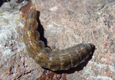 Stratiomyini Soldier Fly species larva