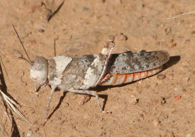 Trimerotropis melanoptera; Black-winged Grasshopper; female