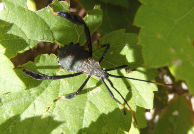 Acanthocephala thomasi; Giant Agave Bug nymph