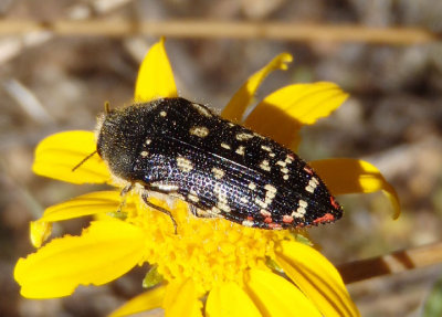 Acmaeodera rubronotata; Metallic Wood-boring Beetle species
