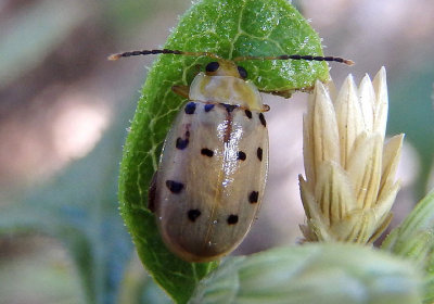 Walterianella durangoensis; Flea Beetle species