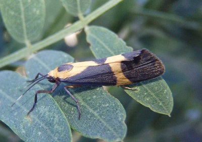 8066 - Cisthene tenuifascia; Thin-banded Lichen Moth