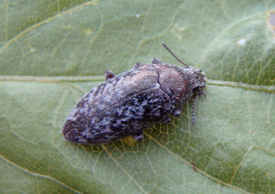 Pechalius dentiger; Darkling Beetle species