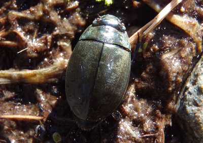 Dineutus Whirlgig Beetle species