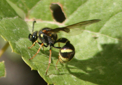 Eumenes Potter Wasp species