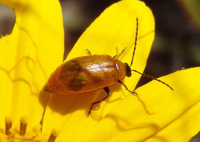 Metrioidea atriceps; Leaf Beetle species