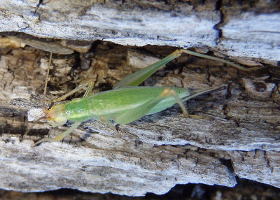 Oecanthus texensis; Texas Tree Cricket; female