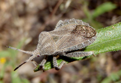 Piezogaster spurcus; Leaf-footed Bug species