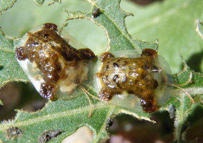 Plagiometriona clavata; Clavate Tortoise Beetles